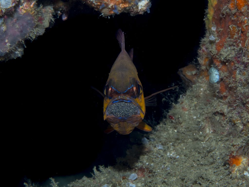 Cardinalfish with eggs